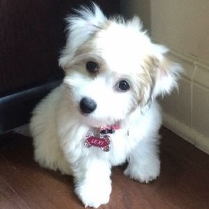 Meet your Posher, Anne